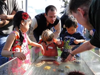 Fidalgo Bay Day - touch tank