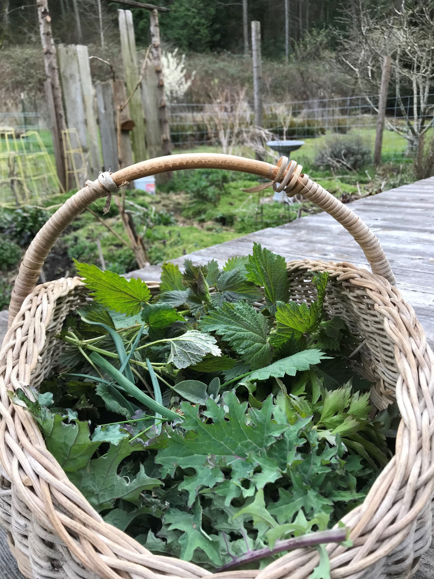Basket full of nettles and spring greens for making soup